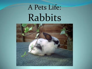 A Pets Life: Rabbits 