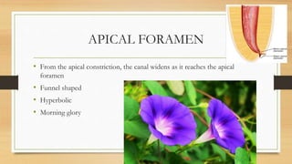 Apex and its significance in endodontics | PPTX