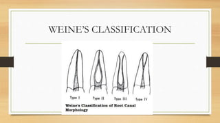 Apex and its significance in endodontics | PPTX