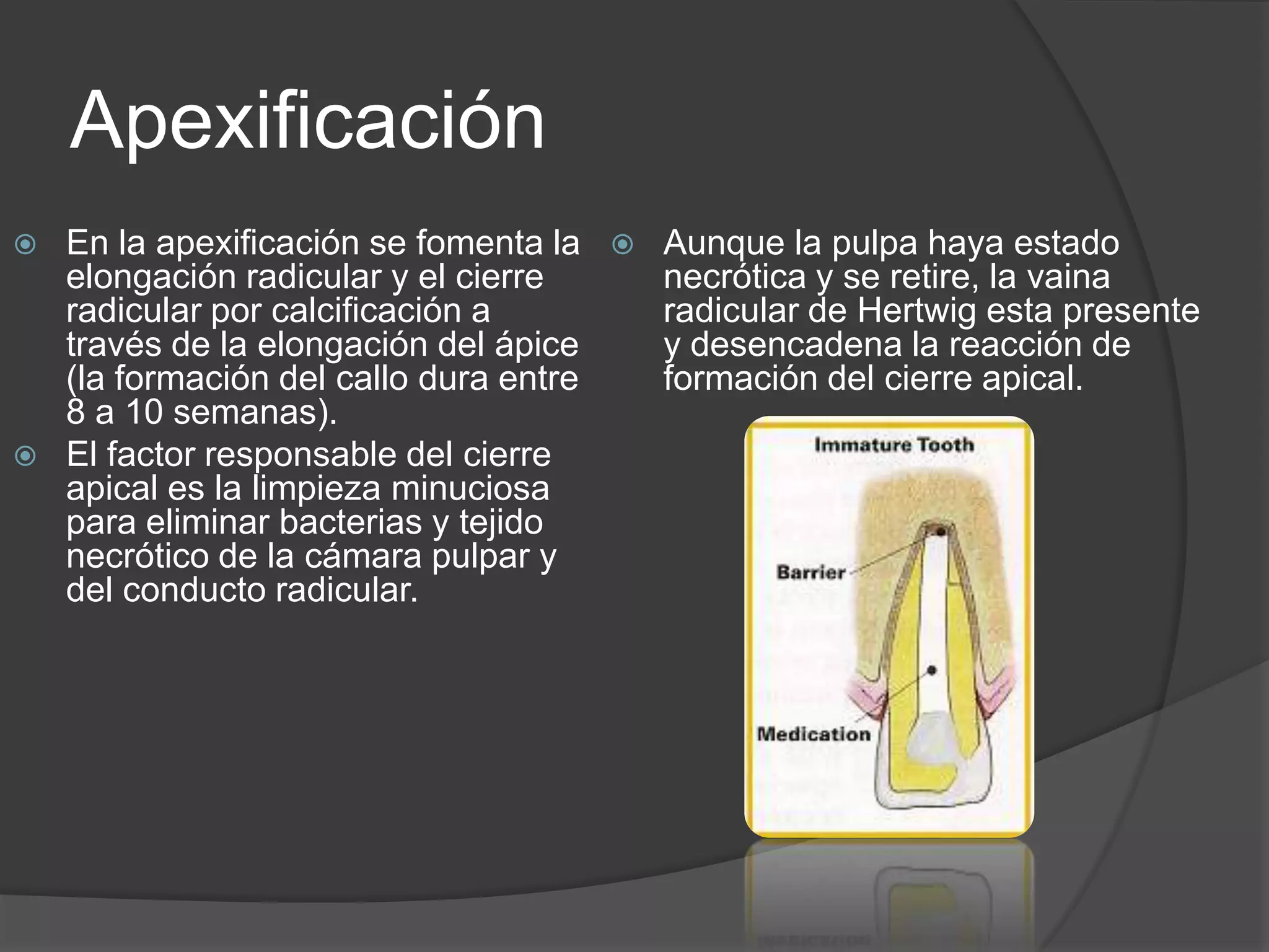 Apexificación




En la apexificación se fomenta la
elongación radicular y el cierre
radicular por calcificación a
través de la elongación del ápice
(la formación del callo dura entre
8 a 10 semanas).
El factor responsable del cierre
apical es la limpieza minuciosa
para eliminar bacterias y tejido
necrótico de la cámara pulpar y
del conducto radicular.



Aunque la pulpa haya estado
necrótica y se retire, la vaina
radicular de Hertwig esta presente
y desencadena la reacción de
formación del cierre apical.

 