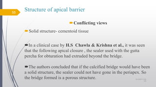 Structure of apical barrier
Conflicting views
Solid structure- cementoid tissue
In a clinical case by H.S Chawla & Krishna et al., it was seen
that the following apical closure , the sealer used with the gutta
percha for obturation had extruded beyond the bridge.
The authors concluded that if the calcified bridge would have been
a solid structure, the sealer could not have gone in the periapex. So
the bridge formed is a porous structure.
55
10/12/2017 4:59
AM
 