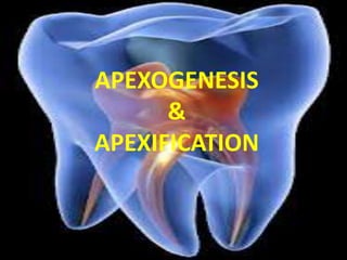 APEXOGENESIS 
& 
APEXIFICATION 
 