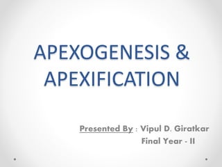APEXOGENESIS &
APEXIFICATION
Presented By : Vipul D. Giratkar
Final Year - II
 