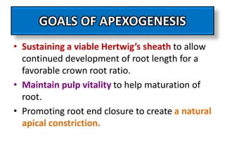 GOALS OF APEXOGENESIS
• Sustaining a viable Hertwig’s sheath to allow
continued development of root length for a
favorable crown root ratio.
• Maintain pulp vitality to help maturation of
root.
• Promoting root end closure to create a natural
apical constriction.
 
