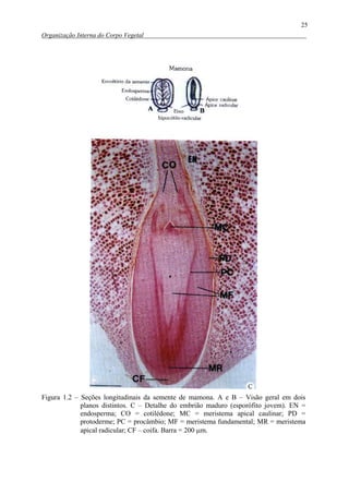 Protoderme Vegetal Da Gloria Apezzato - Anatomia Vegetal.pdf