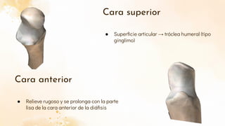 Apófisis coronoides del cúbito.pdf