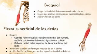 Apófisis coronoides del cúbito.pdf