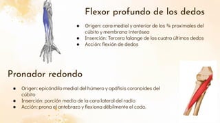 Apófisis coronoides del cúbito.pdf