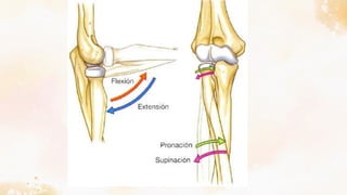 Apófisis Coronoides Cúbito