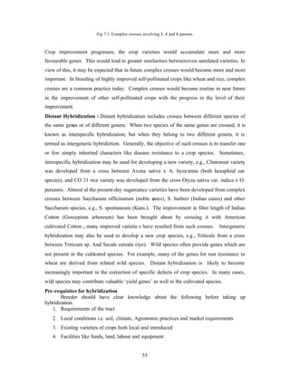 55
Fig 7.1. Complex crosses involving 3, 4 and 8 parents.
Crop improvement progresses, the crop varieties would accumulate more and more
favourable genes. This would lead to greater similarities betweeneven unrelated varieties. In
view of this, it may be expected that in future complex crosses would become more and more
important. In breeding of highly improved self-pollinated crops like wheat and rice, complex
crosses are a common practice today. Complex crosses would become routine in near future
in the improvement of other self-pollinated crops with the progress in the level of their
improvement.
Distant Hybridization : Distant hybridization includes crosses between different species of
the same genus or of different genera. When two species of the same genus are crossed, it is
known as interspecific hybridization; but when they belong to two different genera, it is
termed as intergeneric hybridiztion. Generally, the objective of such crosses is to transfer one
or few simply inherited characters like disease resistance to a crop species. Sometimes,
interspecific hybridization may be used for developing a new variety, e.g., Clintonoat variety
was developed from a cross between Avena sativa x A. byza ntina (both hexaploid oat
species), and CO 31 rice variety was developed from the cross Oryza sativa var. indica x O.
perennis. Almost al the present-day sugarcance varieties have been developed from complex
crosses between Saccharum officinarum (noble canes), S. barberi (Indian canes) and other
Saccharum species, e.g., S. spontaneum (Kans.). The improvement in fiber length of Indian
Cotton (Gossypium arboreum) has been brought about by crossing it with American
cultivated Cotton ; many improved varietie s have resulted from such crosses. Intergeneric
hybridization may also be used to develop a new crop species, e.g., Triticale from a cross
between Triticum sp. And Secale cereale (rye). Wild species often provide genes which are
not present in the cultivated species. For example, many of the genes for rust resistance in
wheat are derived from related wild species. Distant hybridization is likely to become
increasingly important in the correction of specific defects of crop species. In many cases,
wild species may contribute valuable ‘yield genes’ as well to the cultivated species.
Pre-requisites for hybridization
Breeder should have clear knowledge about the following before taking up
hybridization.
1. Requirements of the tract
2. Local conditions i.e. soil, climate, Agronomic practices and market requirements
3. Existing varieties of crops both local and introduced
4. Facilities like funds, land, labour and equipment
 
