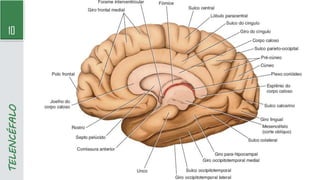 10
TELENCÉFALO
 