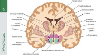 15
HIPOTÁLAMO
 