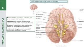 ► Tronco Encefálico: conecta medula ao diencéfalo e está
ventralmente ao cerebelo, formado por:
» Mesencéfalo: parte anterior do T Encefálico, sendo
responsável por visão, audição, movimento dos olhos e corpo
» Ponte: entre o mesencéfalo e o bulbo, responsável pela
regulação da F Respiratória (respiração involuntária)
» Bulbo (medula oblonga): subdivisão mais caudal do T
Encefálico, sendo contínuo com a M Espinal
16
TRONCO
ENCEFÁLICO
 