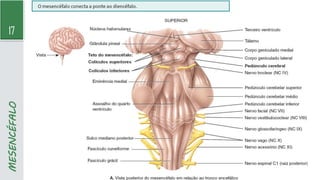17
MESENCÉFALO
 