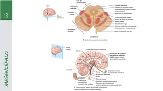 18
MESENCÉFALO
 