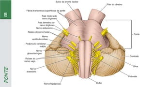 19
PONTE
 
