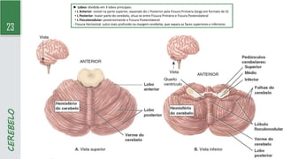23
CEREBELO
► Lobos: dividido em 3 lobos principais:
▪ L Anterior: visível na parte superior, separado do L Posterior pela Fissura Primária (larga em formato de V)
▪ L Posterior: maior parte do cerebelo, situa-se entre Fissura Primária e Fissura Posterolateral
▪ L Floculonodular: posteriormente a Fissura Posterolateral
- Fissura Horizontal: sulco mais profundo na margem cerebelar, que separa as faces superiores e inferiores
 