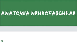 ANATOMIA NEUROVASCULAR
24
 