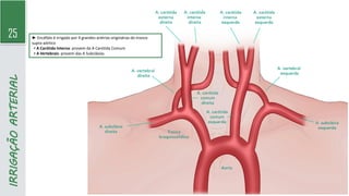 25
IRRIGAÇÃO
ARTERIAL
► Encéfalo é irrigado por 4 grandes artérias originárias do tronco
supra-aórtico
▪ A Carótida Interna: provem da A Carótida Comum
▪ A Vertebrais: provem das A Subclávias
 