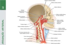 26
IRRIGAÇÃO
ARTERIAL
 