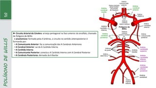31
POLÍGONO
DE
WILLIS
► Circuito Arterial do Cérebro: arranjo pentagonal na face anterior do encéfalo, chamado
de Polígono de Willis
» anastomose: formado pelas 4 artérias, o circuito no sentido anteroposterior é
formando por:
▪ A Comunicante Anterior: faz a comunicação das A Cerebrais Anteriores
▪ A Cerebral Anterior: sai da A Carótida Interna
▪ A Carótida Interna
▪ A Comunicante Posterior: conecta a A Carótida Interna com A Cerebral Posterior
▪ A Cerebrais Posteriores: derivada da A Basilar
 