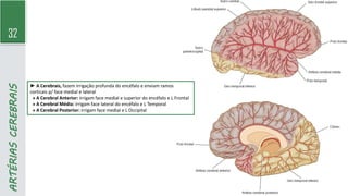 32
ARTÉRIAS
CEREBRAIS
► A Cerebrais, fazem irrigação profunda do encéfalo e enviam ramos
corticais p/ face medial e lateral
» A Cerebral Anterior: irrigam face medial e superior do encéfalo e L Frontal
» A Cerebral Média: irrigam face lateral do encéfalo e L Temporal
» A Cerebral Posterior: irrigam face medial e L Occipital
 