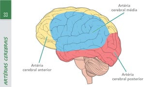 33
ARTÉRIAS
CEREBRAIS
 