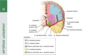 34
ARTÉRIAS
CEREBRAIS
 