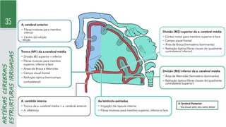 35
ARTÉRIAS
CEREBRAIS
ESTRURTURAS
IRRIGADAS
- Micção
A Cerebral Posterior
- Via visual pelo seu ramo distal
 