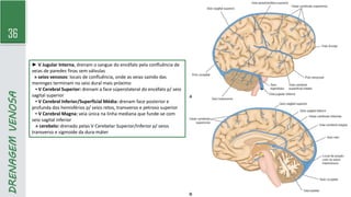 36
DRENAGEM
VENOSA
► V Jugular Interna, drenam o sangue do encéfalo pela confluência de
veias de paredes finas sem válvulas
» seios venosos: locais de confluência, onde as veias saindo das
meninges terminam no seio dural mais próximo
▪ V Cerebral Superior: drenam a face súperolateral do encéfalo p/ seio
sagital superior
▪ V Cerebral Inferior/Superficial Média: drenam face posterior e
profunda dos hemisférios p/ seios retos, transverso e petroso superior
▪ V Cerebral Magna: veia única na linha mediana que funde-se com
seio sagital inferior
» cerebelo: drenado pelas V Cerebelar Superior/Inferior p/ seios
transverso e sigmoide da dura-máter
 
