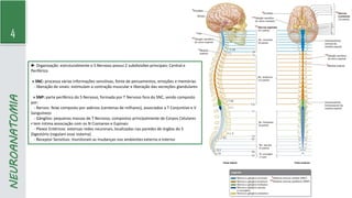 4
NEUROANATOMIA
► Organização: estruturalmente o S Nervoso possui 2 subdivisões principais: Central e
Periférico
» SNC: processa várias informações sensitivas, fonte de pensamentos, emoções e memórias
- liberação de sinais: estimulam a contração muscular e liberação das secreções glandulares
» SNP: parte periférico do S Nervoso, formada por T Nervoso fora do SNC, sendo composto
por:
- Nervos: feixe composto por axônios (centenas de milhares), associados a T Conjuntivo e V
Sanguíneos
- Gânglios: pequenas massas de T Nervoso, compostos principalmente de Corpos Celulares
▪ tem íntima associação com os N Cranianos e Espinais
- Plexos Entéricos: extensas redes neuronais, localizadas nas paredes de órgãos do S
Digestório (regulam esse sistema)
- Receptor Sensitivo: monitoram as mudanças nos ambientes externo e interno
 