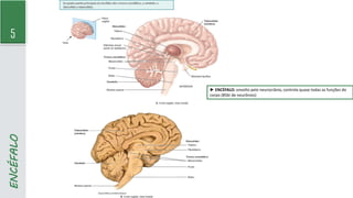 5
ENCÉFALO
► ENCÉFALO: envolto pelo neurocrânio, controla quase todas as funções do
corpo (85bi de neurônios)
 