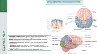 6
TELENCÉFALO
►Telencéfalo (cérebro): presença de vários centros nervosos, formando por:
» hemisférios: D e E, dividido pela fissura longitudinal do cérebro
» lobos: cada hemisférios é dividido em 4 lobos: Frontal, Parietal, Occipital e
Temporal (relacionado aos ossos subjacentes)
▪ Sulco central: coronalmente, separa o L Frontal (anteriormente) do Parietal
(posteriormente)
▪ Sulco lateral: lateralmente, separa os L Frontal e Parietal do Temporal
▪ Sulco parietoccipital: lateralmente, separa os L Occipital (posteriormente) dos
Parietal do Temporal
- polos: as partes mais extremas dos lobos são chamados de polos
 