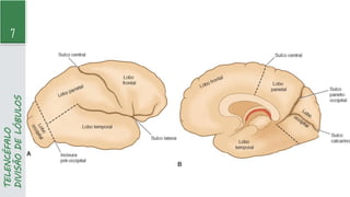 7
TELENCÉFALO
DIVISÃO
DE
LÓBULOS
 