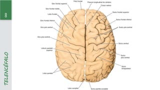 8
TELENCÉFALO
 