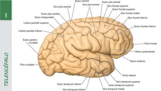 9
TELENCÉFALO
 
