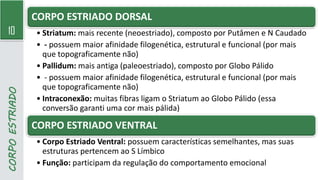 10
CORPO
ESTRIADO CORPO ESTRIADO DORSAL
• Striatum: mais recente (neoestriado), composto por Putâmen e N Caudado
• - possuem maior afinidade filogenética, estrutural e funcional (por mais
que topograficamente não)
• Pallidum: mais antiga (paleoestriado), composto por Globo Pálido
• - possuem maior afinidade filogenética, estrutural e funcional (por mais
que topograficamente não)
• Intraconexão: muitas fibras ligam o Striatum ao Globo Pálido (essa
conversão garanti uma cor mais pálida)
CORPO ESTRIADO VENTRAL
• Corpo Estriado Ventral: possuem características semelhantes, mas suas
estruturas pertencem ao S Límbico
• Função: participam da regulação do comportamento emocional
 