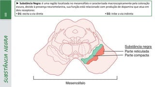 11
SUBSTÂNCIA
NEGRA
► Substância Negra: é uma região localizada no mesencéfalo e caracterizada macroscopicamente pela coloração
escura, devido à presença neuromelanina, sua função está relacionado com produção de dopamina que atua em
dois receptores:
▪ D1: excita a via direta ▪ D2: inibe a via indireta
 