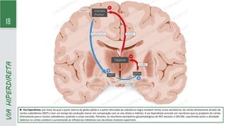 18
VIA
HIPERDIRETA
► Via hiperdireta: por meio da qual a parte interna do globo pálido e a parte reticulada da substância negra recebem fortes sinais excitatórios do córtex diretamente através do
núcleo subtalâmico (NST) e tem um tempo de condução menor em comparação com as vias direta e indireta. A via hiperdireta consiste em neurônios que se projetam do córtex
diretamente para o núcleo subtalâmico, pulando o corpo estriado. Portanto, os neurônios excitatórios glutamatérgicos do NST excitam o GPi/SNr, suprimindo assim a atividade
talâmica no córtex cerebral e aumentando as influências inibitórias nos neurônios motores superiores.
 