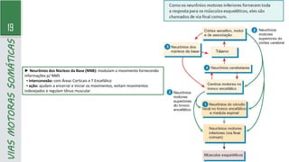 19
VIAS
MOTORAS
SOMÁTICAS
► Neurônios dos Núcleos da Base (NNB): modulam o movimento fornecendo
informações p/ NMS
▪ interconexão: com Áreas Corticais e T Encefálico
▪ ação: ajudam a encerrar e iniciar os movimentos, evitam movimentos
indesejados e regulam tônus muscular
 