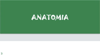 ANATOMIA
3
 