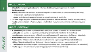 8
NÚCLEOS NÚCLEO CAUDADO
• N Caudado: massa alongada e bastante volumosa de S Cinzenta, com aparência de vírgula
• Divisão estrutural:
• ▪ Cabeça: extremidade anterior e muito dilatada (eleva-se do assoalho do corno anterior do ventrículo)
• - funde-se com a parte anterior do Putâmen
• ▪ Corpo: posteriormente a cabeça (situado no assoalho central do ventrículo)
• ▪ Cauda: longa, delgada e fortemente arqueada (estende-se até a extremidade anterior do corno inferior)
• Função: juntamente com o Putâmen, ligado a motricidade involuntária (movimento dos braços enquanto
anda)
NÚCLEO LENTIFORME
• N Lentiforme: junção entre Globo Pálido e Putâmen, com formato e tamanho de castanha-do-pará
• Localização: não aparece na superfície ventricular (profundamente no interior do hemisfério)
• ▪ medialmente: relaciona-se com a Cápsula Interna (fibras axonais), separando-o do Tálamo e N Caudado
• ▪ lateralmente: relaciona com o córtex da Ínsula, separado dessa pelo Claustrum e S Branca
• Posição: Globo Pálido medialmente e Putâmen lateralmente, separados por fina camada de S Branca
• ▪ Globo Pálido: é subdividido por lâminas de S Branca (segmento externo e segmento interno)
• - intraconexão: muitas fibras ligam o Striatum ao Globo Pálido (essa conversão garanti uma cor mais pálida)
• Função: regula o tônus muscular (necessário p/ alguns movimentos voluntários)
 