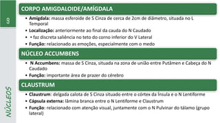 9
NÚCLEOS CORPO AMIGDALOIDE/AMÍGDALA
• Amígdala: massa esferoide de S Cinza de cerca de 2cm de diâmetro, situada no L
Temporal
• Localização: anteriormente ao final da cauda do N Caudado
• ▪ faz discreta saliência no teto do corno inferior do V Lateral
• Função: relacionado as emoções, especialmente com o medo
NÚCLEO ACCUMBENS
• N Accumbens: massa de S Cinza, situada na zona de união entre Putâmen e Cabeça do N
Caudado
• Função: importante área de prazer do cérebro
CLAUSTRUM
• Claustrum: delgada calota de S Cinza situado entre o córtex da Ínsula e o N Lentiforme
• Cápsula externa: lâmina branca entre o N Lentiforme e Claustrum
• Função: relacionado com atenção visual, juntamente com o N Pulvinar do tálamo (grupo
lateral)
 