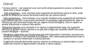 Ap genital fem anato i | PPTX