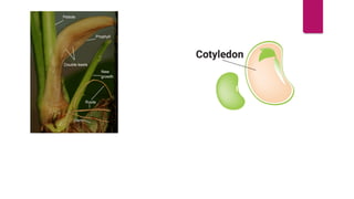 Taxonomy - APG IV system of Classification | PPTX