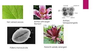Taxonomy - APG IV system of Classification | PPTX