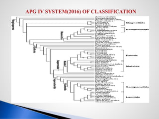 APG IV classification_details from I to IV | PPTX