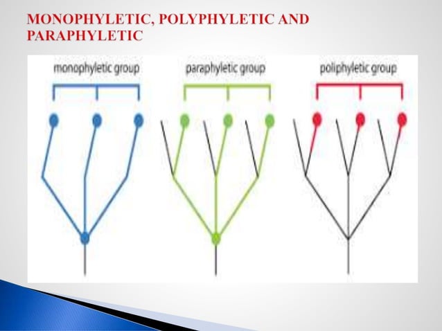 ANGIOSPERMS PHYLOGENY GROUP IV SYSTEM OF CLASSIFICATION.pdf