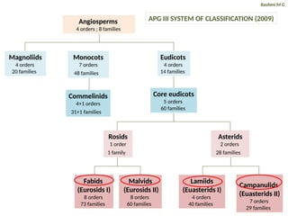 APG systems of Plant Classification (I, II, III, IV- The modern plant ...