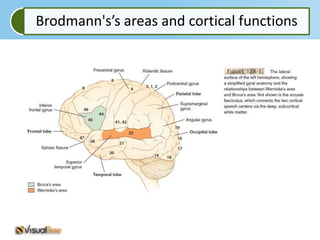 Brodmann's’s areas and cortical functions
 